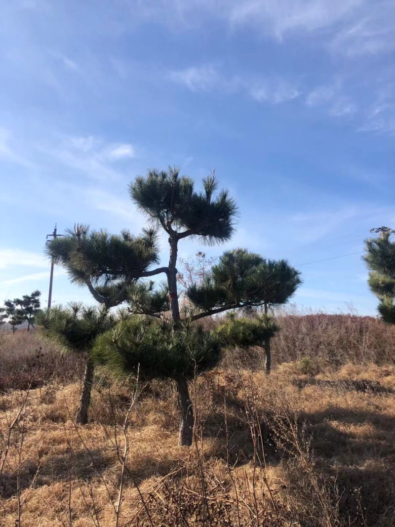 造型松