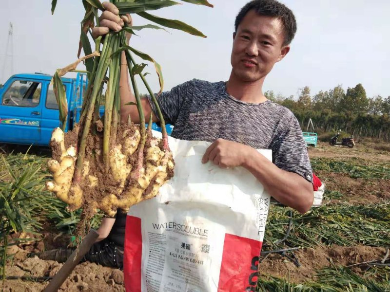 【优质】进口果顿大量元素水溶肥冲施肥膨果肥上色厂家批发