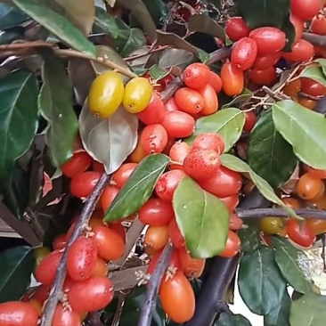 羊奶果树苗，南北方可以种植