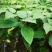 脆甜拐枣。种植次年结果