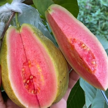 四季珍珠芭乐，西瓜红芭乐，红宝石芭乐，