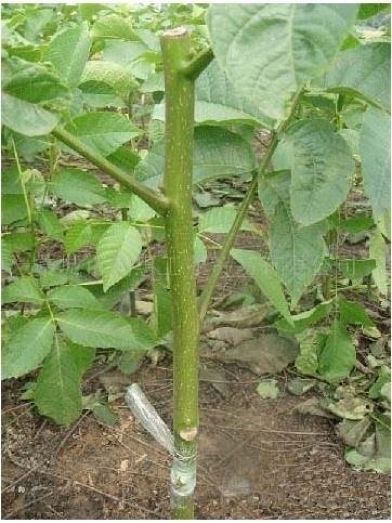 核桃苗薄皮核桃8518，香铃新疆薄皮核桃苗包活包邮包品种