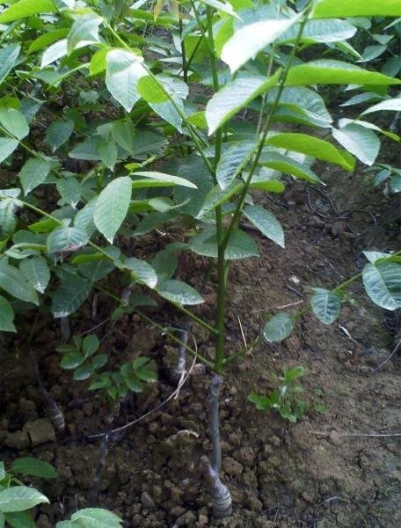 核桃苗薄皮核桃8518，香铃新疆薄皮核桃苗包活包邮包品种
