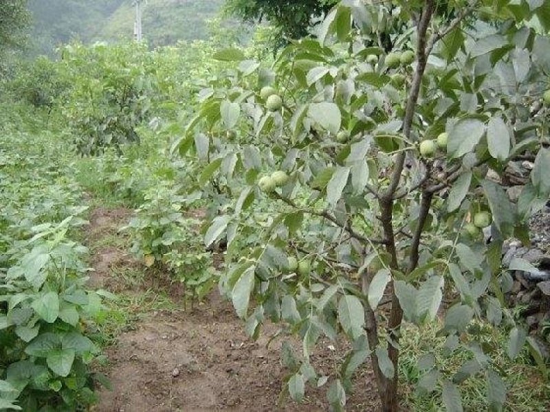 核桃苗薄皮核桃8518，香铃新疆薄皮核桃苗包活包邮包品种