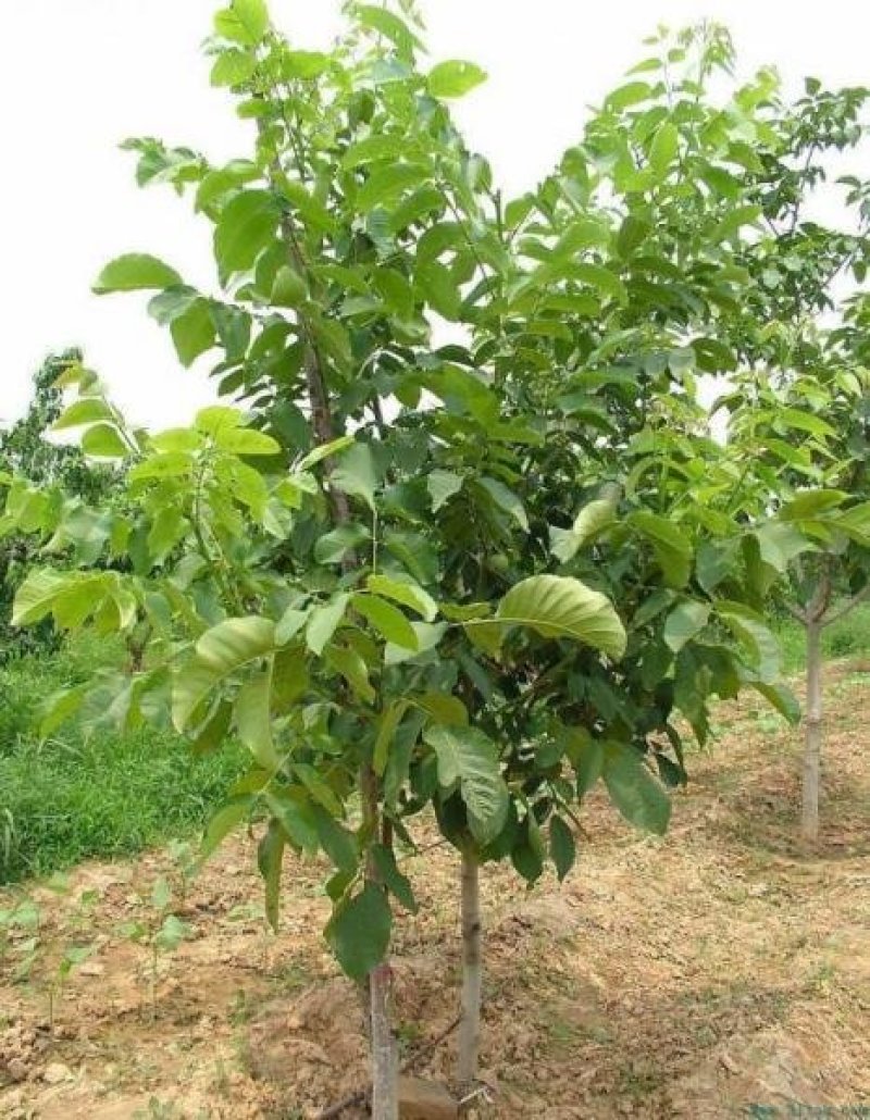核桃苗薄皮核桃8518，香铃新疆薄皮核桃苗包活包邮包品种