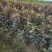 红叶芭乐番石榴苗，种植当年结果