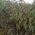 水蜜桃树苗。种植当年结果