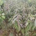 水蜜桃树苗。种植当年结果