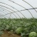 陕西省大荔县和蒲城县大棚直播苗金城5号西瓜大量供应