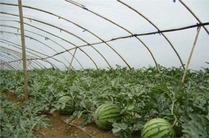 陕西省大荔县和蒲城县大棚直播苗金城5号西瓜大量供应