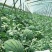 陕西省大荔县和蒲城县大棚直播苗金城5号西瓜大量供应