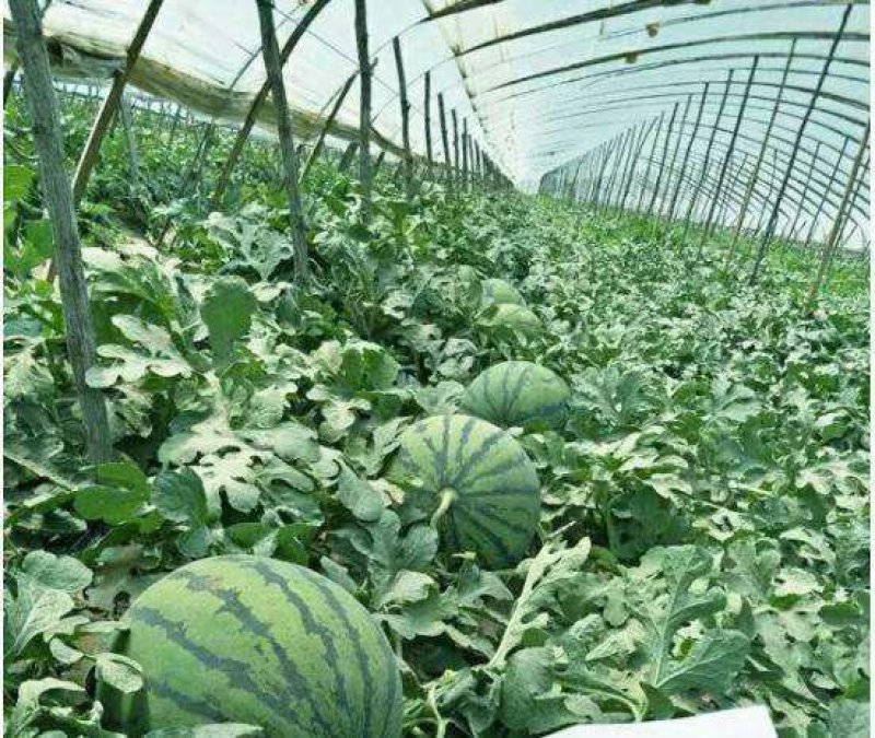 陕西省大荔县和蒲城县大棚直播苗金城5号西瓜大量供应