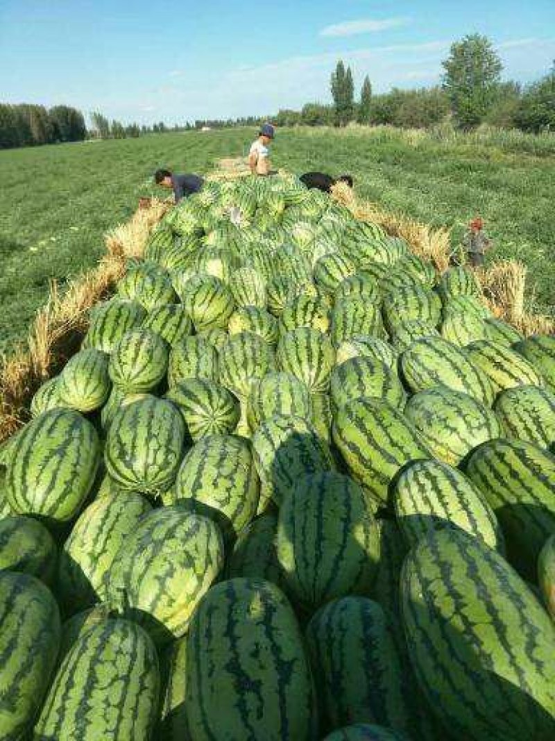 陕西省大荔县和蒲城县大棚直播苗金城5号西瓜大量供应