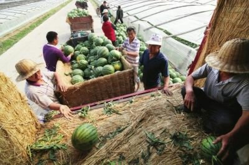 陕西省大荔县和蒲城县大棚直播苗金城5号西瓜大量供应