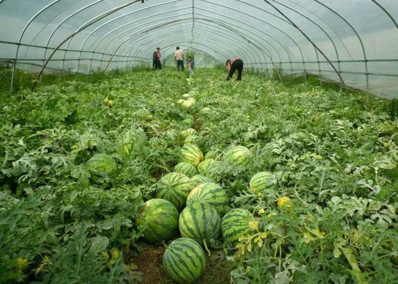 陕西省大荔县和蒲城县大棚直播苗金城5号西瓜大量供应