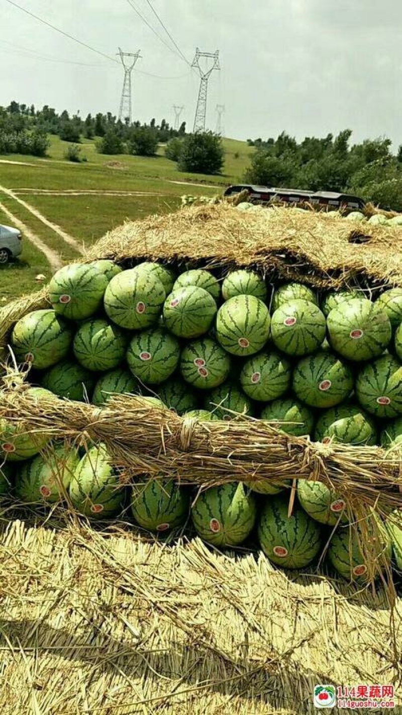 陕西省大荔县和蒲城县大棚直播苗金城5号西瓜大量供应