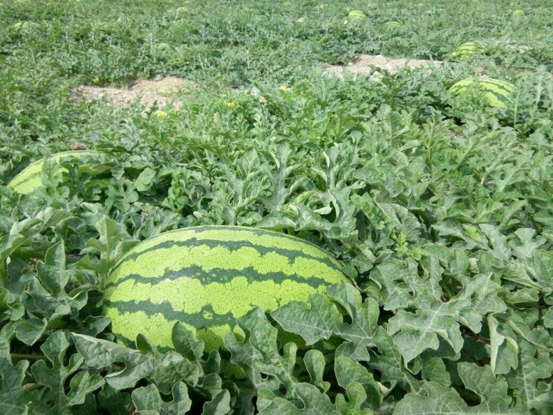 陕西省大荔县和蒲城县大棚直播苗金城5号西瓜大量供应