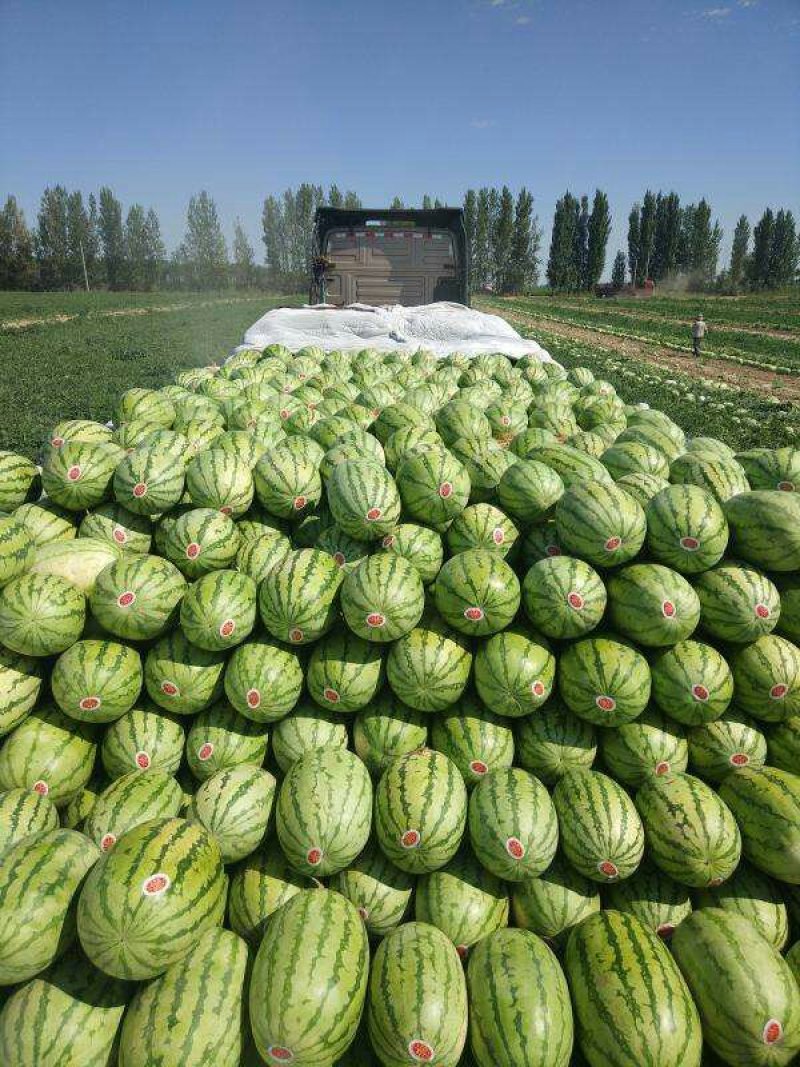 陕西省大荔县和蒲城县大棚直播苗金城5号西瓜大量供应