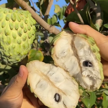 台湾凤梨释迦。种植当年结果