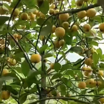 岭南山竹苗，黄金山竹苗。
