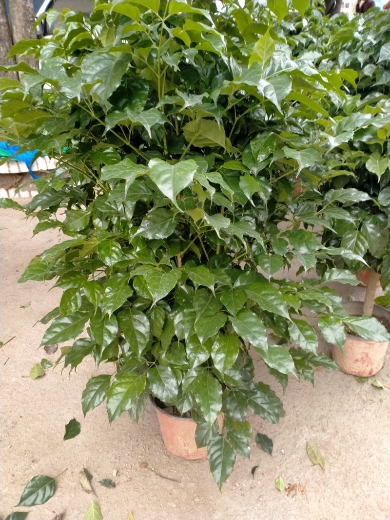 幸福树又名绿宝自产自销大量有货