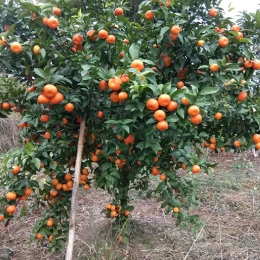 沙糖桔苗，种植当年结果