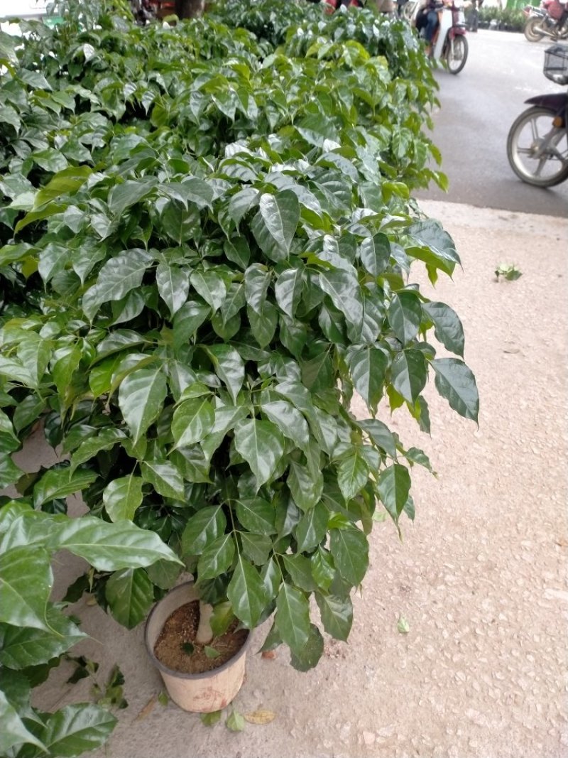 幸福树又名绿宝自产自销大量有货