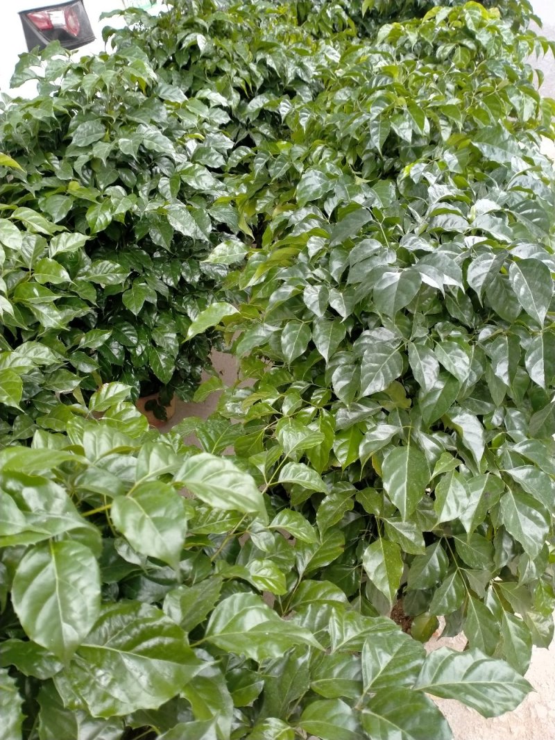 幸福树又名绿宝自产自销大量有货