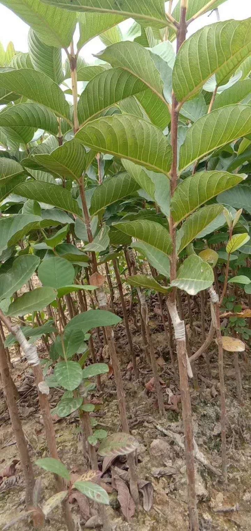 红宝石番石榴苗，正品嫁接苗，少籽无籽，量大从优