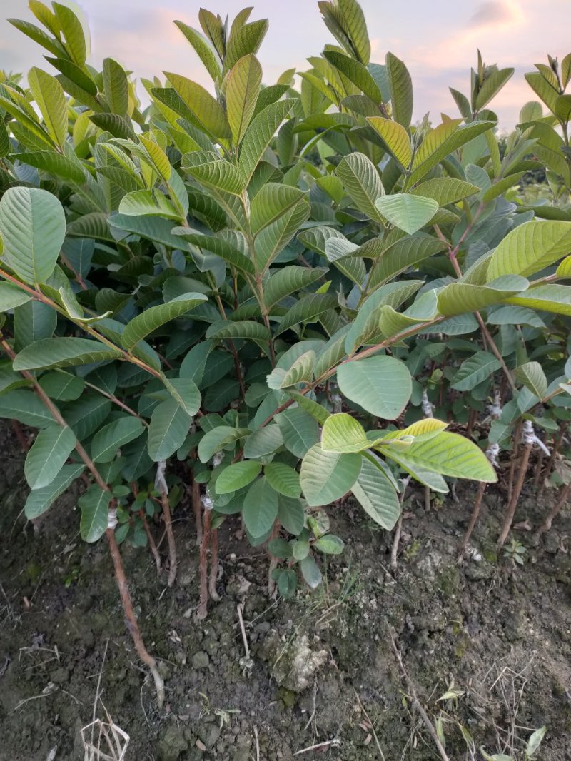 珍珠番石榴苗，正宗嫁接苗，果肉脆甜可口，量大从优