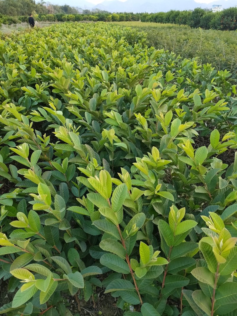 珍珠番石榴苗，正宗嫁接苗，果肉脆甜可口，量大从优