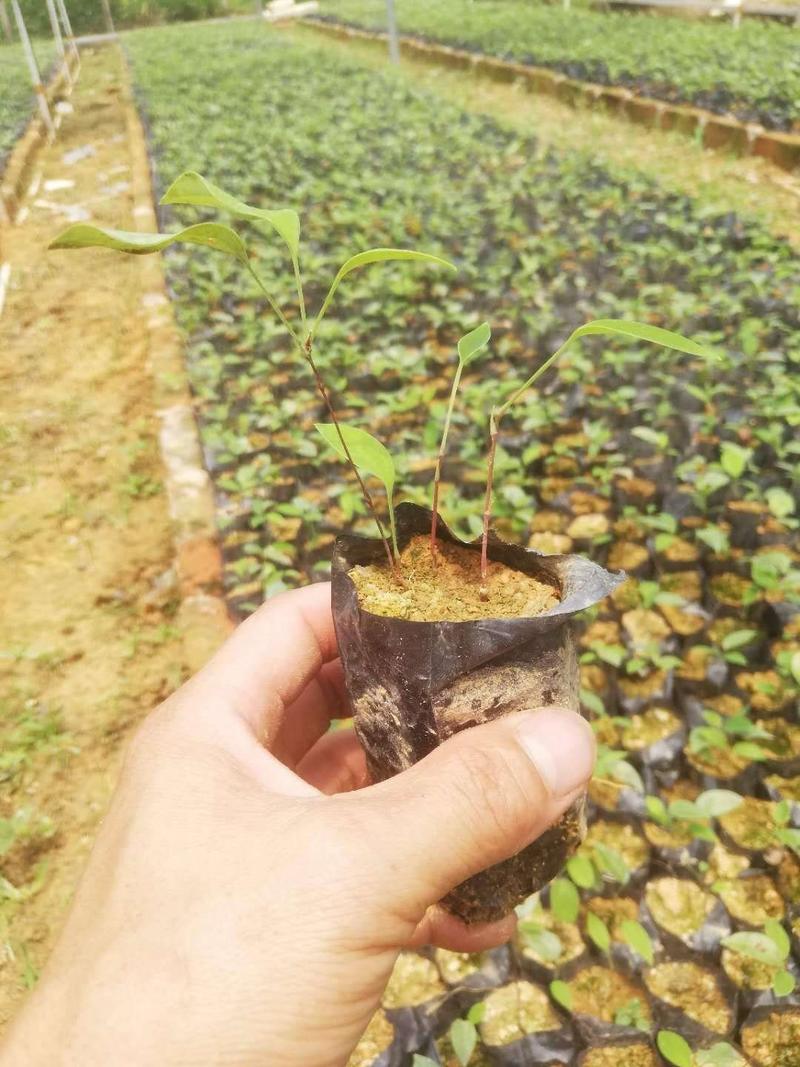 【热卖中】优质土茯苓苗高丰产生长快包结果提供技术