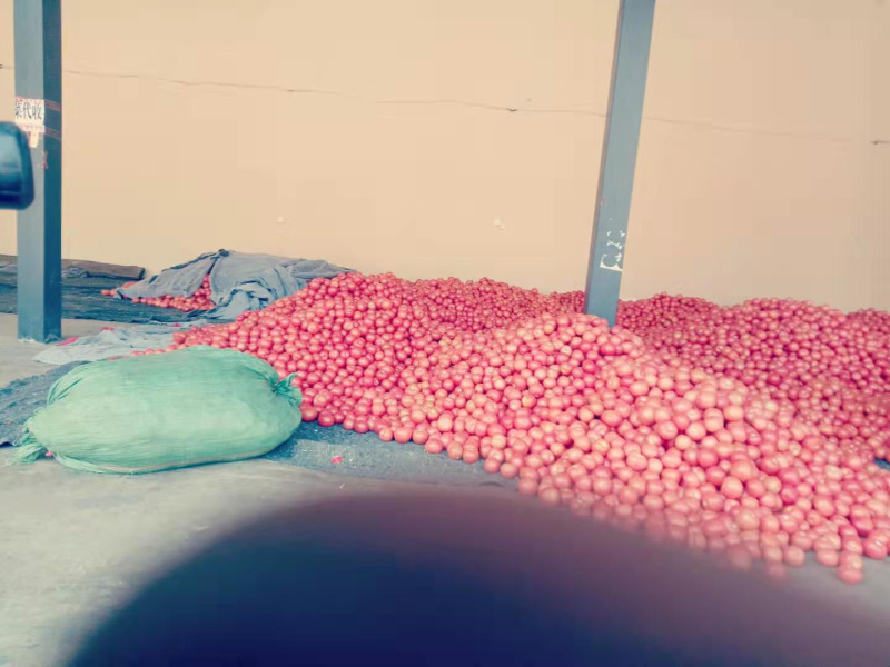 西红柿硬粉西红柿诚心待办实力供货