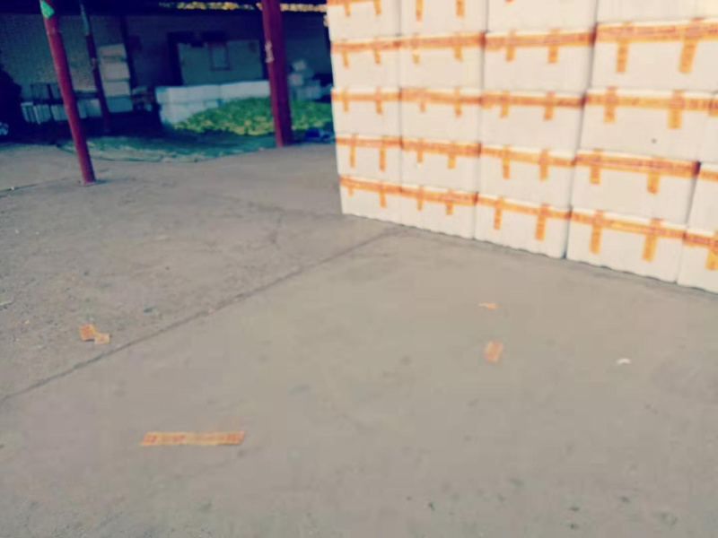 西红柿硬粉西红柿诚心待办实力供货