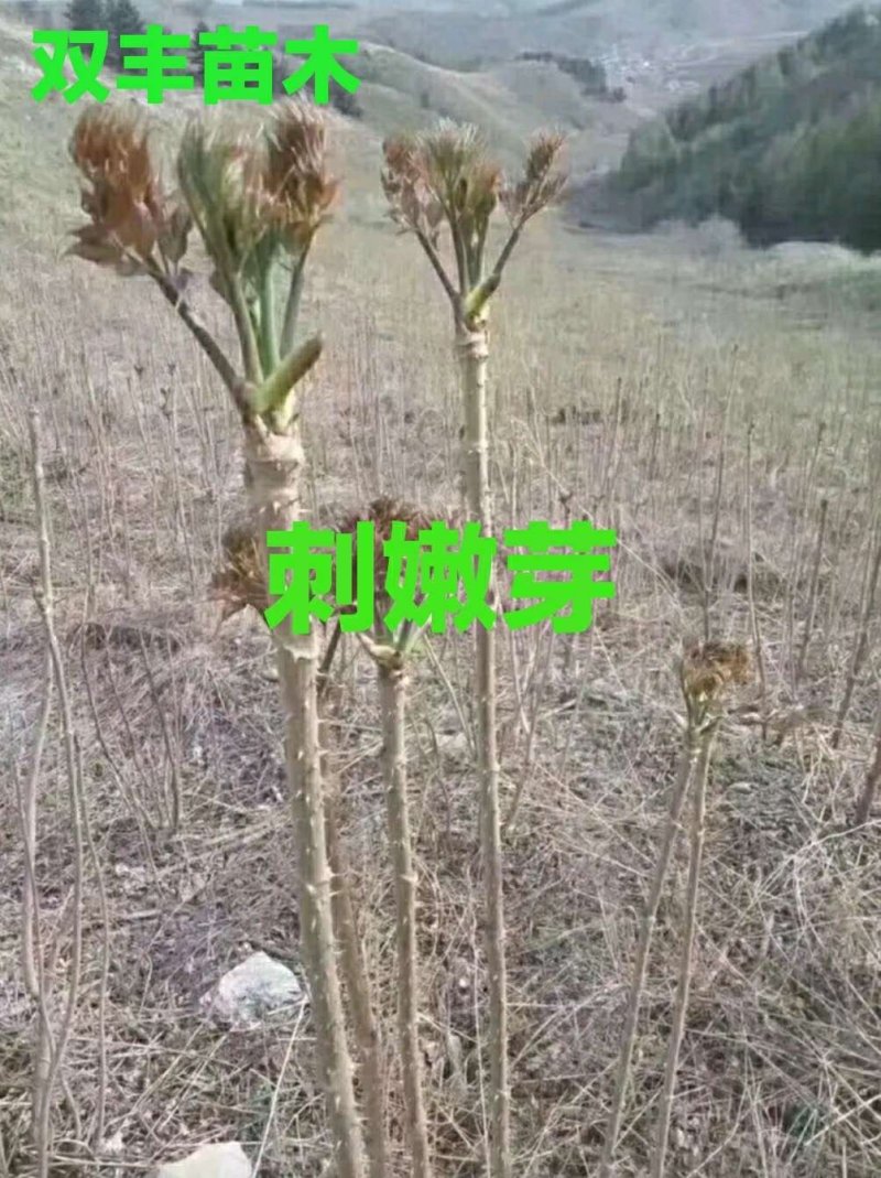 刺嫩芽苗。吉林基地直发。成活率高。诚信经营。量大优惠。