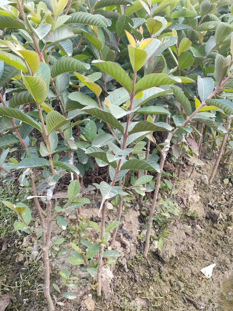 西瓜芭乐番石榴苗，正品嫁接苗，种植5个月左右可以收成