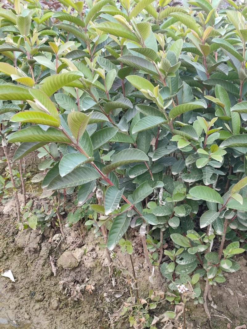 西瓜芭乐番石榴苗，正品嫁接苗，种植5个月左右可以收成