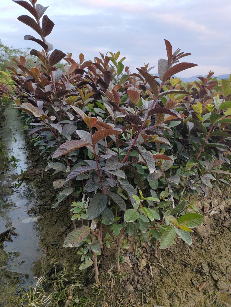胭脂红番石榴苗，正宗嫁接苗，果肉香糯甜口