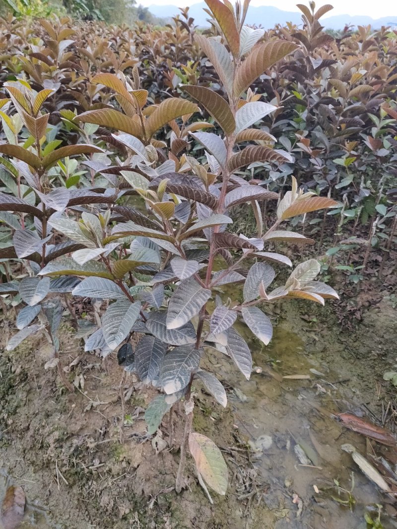 胭脂红番石榴苗，正宗嫁接苗，果肉香糯甜口