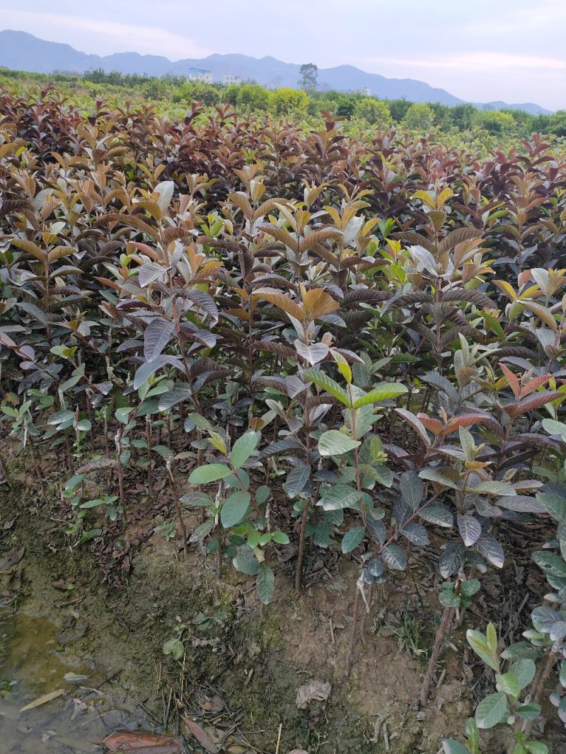 胭脂红番石榴苗，正宗嫁接苗，果肉香糯甜口