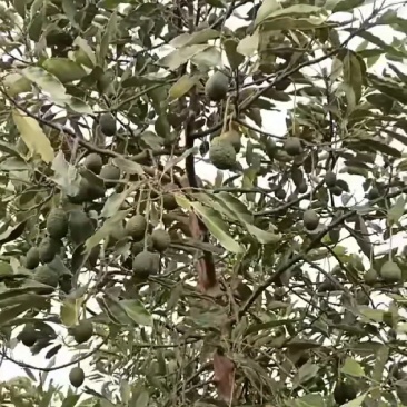 哈斯牛油果苗，桂艮牛油果苗