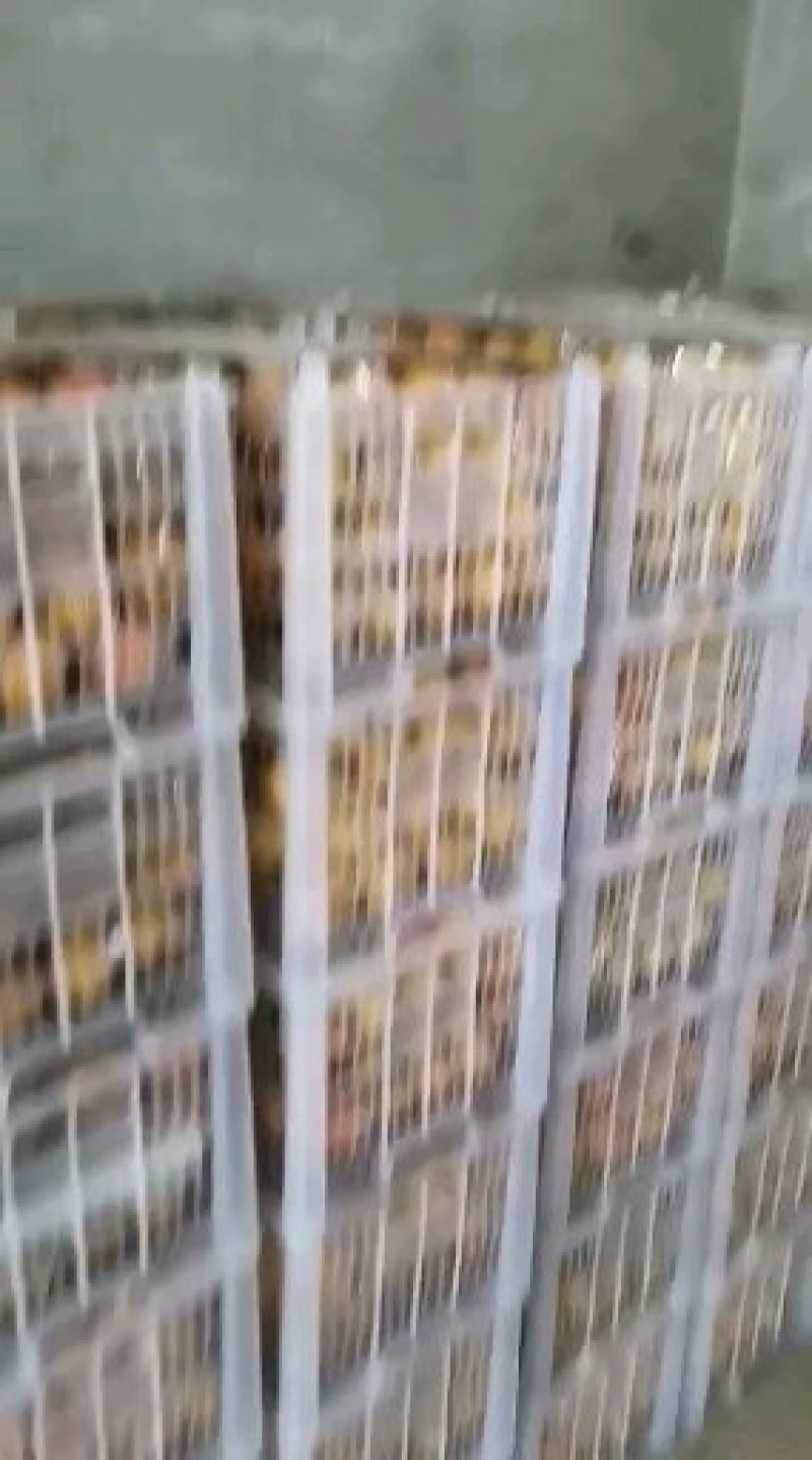 南果梨