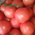 西红柿硬粉西红柿诚心待办实力供货