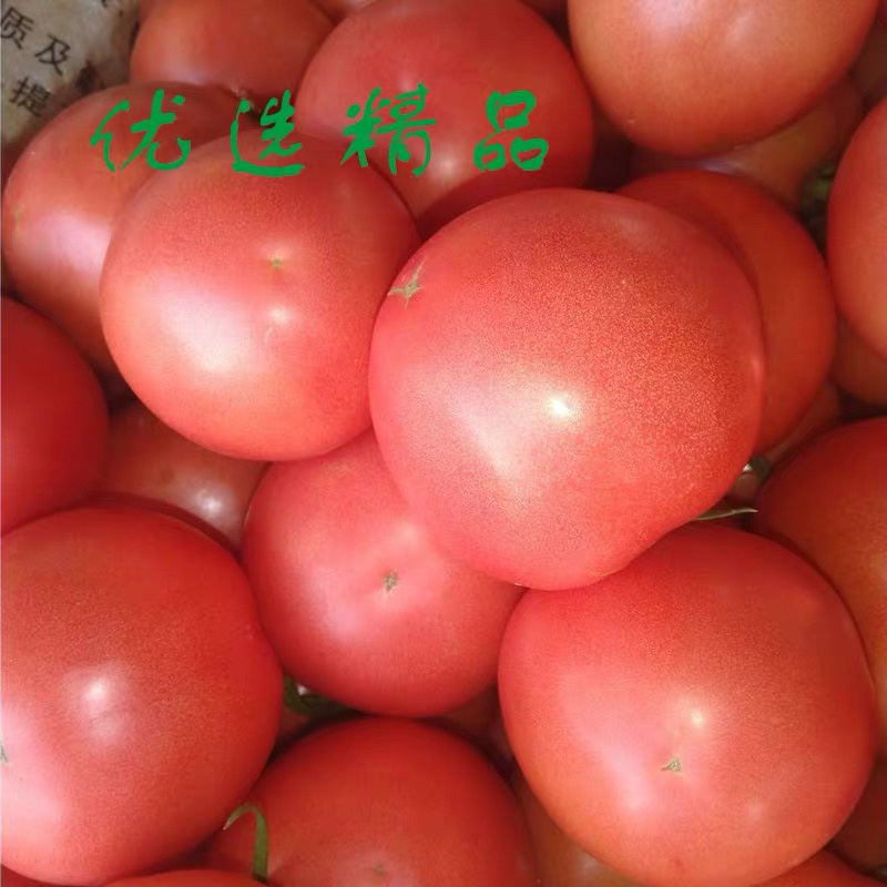 西红柿硬粉西红柿诚心待办实力供货