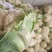 城固菜花1斤半以上乳白色保质量保满意光头