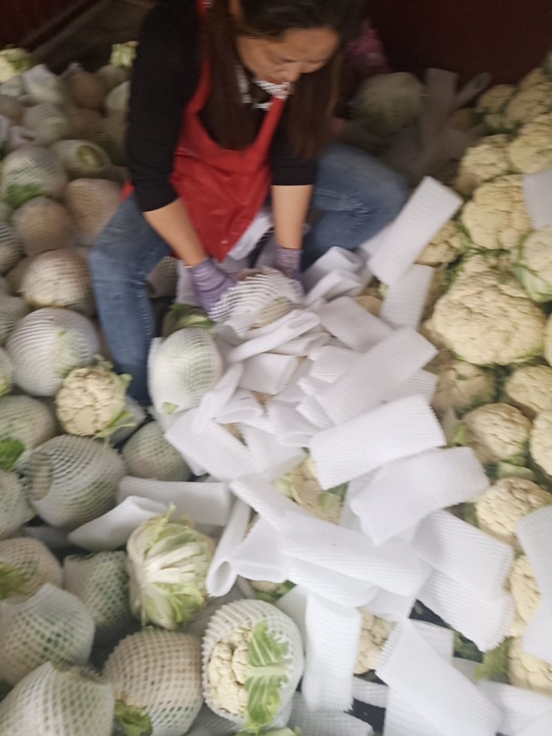 城固菜花1斤半以上乳白色保质量保满意光头