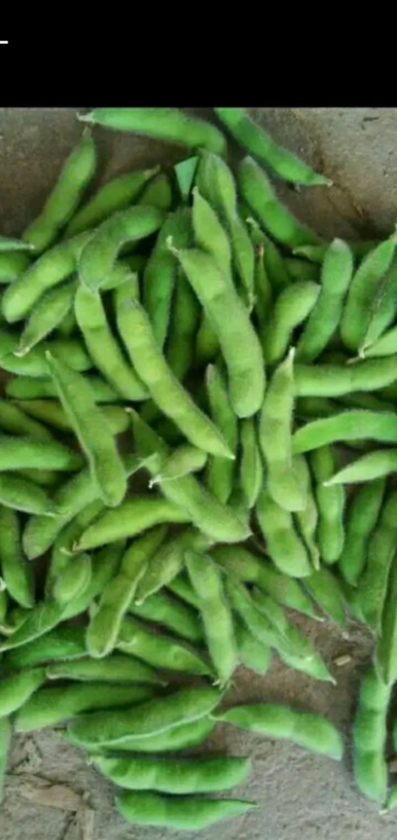 毛豆，红秋，中米漂亮货，大量上市。