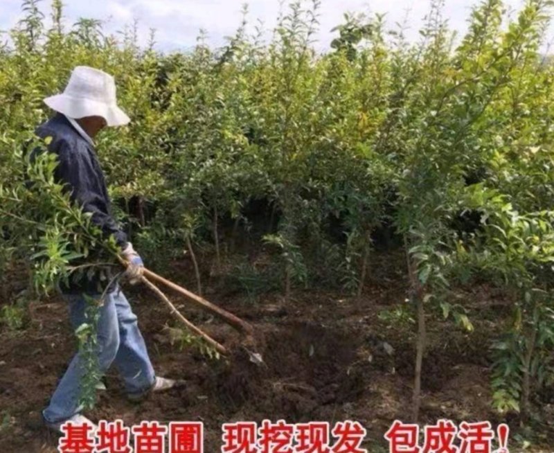 蒙阳红石榴树苗根系发达易成活现挖发货保成活