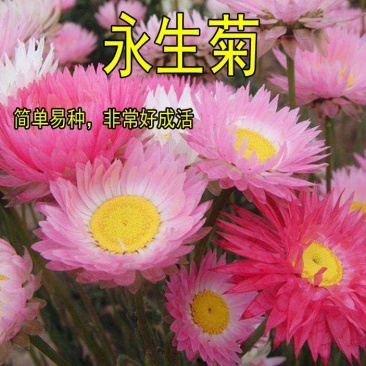 永生菊种子四季易种庭院室内阳台花卉种子园林绿化工程花草