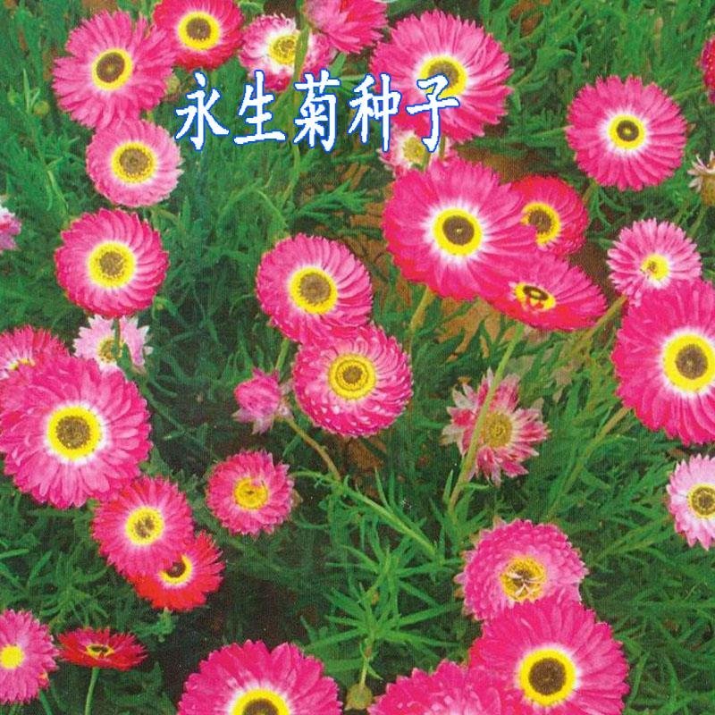 永生菊种子四季易种庭院室内阳台花卉种子园林绿化工程花草